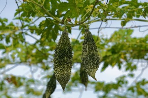 苦瓜茶批发价多少钱一斤，桑叶苦瓜茶能降血糖吗,苦瓜桑叶片价格